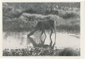  Kurische Nehrung, Elche, Elin trinkt in vollen Zügen Elche