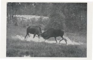 Kurische Nehrung, Zwei junge Elche, ein Sechsender und ein Gabler IX Elche