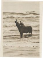  Kurische Nehrung, Elk der Schaufler Elche