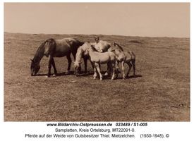 Samplatten, Kreis Ortelsburg  