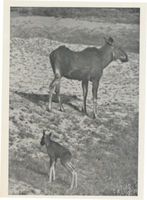  Memelgebiet, Elche, Ein Elchkalb torkelt ins Leben, I Elche