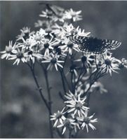  Samland, Blumen in den Dünen 