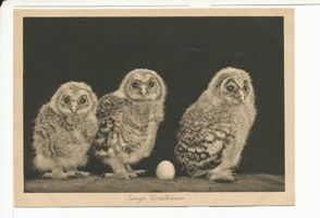 Rossitten Kr. Samland, Kreis Samland Rossitten Kr. Samland, Vogelwarte, Junge Uralkäuze 