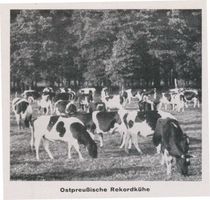  Ostpreußische Rekordkühe Восточно-прусские рекордные коровы