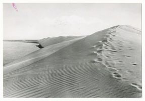  Kurische Nehrung, Hohe Düne V Kurische Nehrung, Dünen
