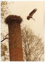 Frauenburg, Kreis Braunsberg Frauenburg, Molkereischornstein mit Storchennest 