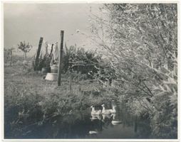 Sulimmen Kr. Lötzen, Kreis Lötzen Sulimmen Kr. Lötzen, Idyll am Dorfteich 