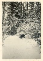  Masuren, Masurischer Wald bei Allenstein Мазурия, мазурский лес под Алленштайном