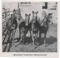 Georgenburg, Ort und Gestüt, Kreis Insterburg Georgenburg, Landgestüt, Warmblut Trakehner Abstammung Георгенбург, государственный конный завод, теплокровная тракененской породы