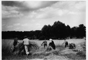 Schwiddern Kr. Treuburg, Kreis Treuburg Schwiddern?, Roggenernte, Schnitter und Schnitterinnen Швиддерн?, уборка ржи, жнецы и жницы