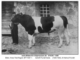 Billen, Kreis Tilsit-Ragnit 