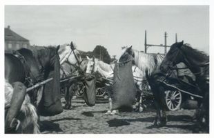 Memel, Stadt, Stadtkreis Memel Memel, Pferdefuhrwerke auf den Wochenmarkt III Мемель, конные повозки на еженедельный рынок, III