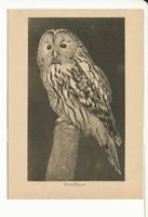 Rossitten Kr. Samland, Kreis Samland Rossitten Kr. Samland, Vogelwarte, Uralkauz Росситтен, р-н Самбия, орнитологическая станция, длиннохвостая неясыть