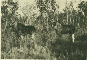  Kurische Nehrung, Elchkuh & Elchhirsch 