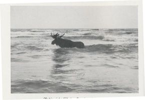  Kurische Nehrung, Elch  Elk  der Schaufler zieht eine Strecke weit in See Elche