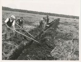  Großes Moosbruch, Moorkultivierung 