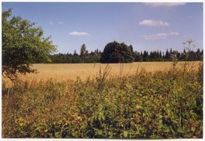 Lindbach, Kreis Schloßberg Lindbach, Linden im Roggenfeld 