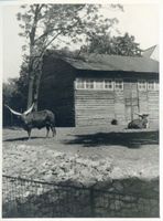 Königsberg (Pr.), Stadtkreis Königsberg Königsberg (Pr.), Tiergarten, Indische Rinder Königsberg, Tiergarten