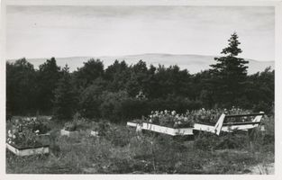 Pillkoppen, Kreis Samland Pillkoppen, Friedhof 