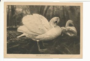 Rossitten Kr. Samland, Kreis Samland Rossitten Kr. Samland, Vogelwarte, Höckerschwan 