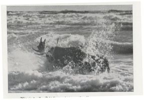  Kurische Nehrung, Elch  Elk  der Schaufler X Elche