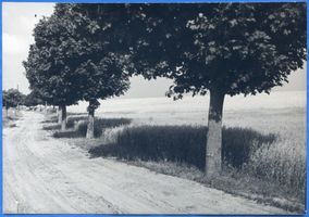Loppöhnen, Kreis Samland Loppöhnen, Feldweg 