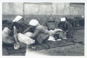 Ebenfelde Kr. Lyck, Ort, Kreis Lyck Ebenfelde Kr. Lyck, Schafschur Эбенфельде, р-н Лык, стрижка овец