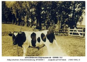 Adlig Linkuhnen, Kreis Elchniederung 
