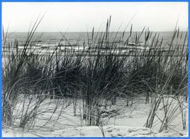  Frische Nehrung, Strandhafer 