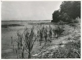  Mauersee, Ufer Masurische Seen