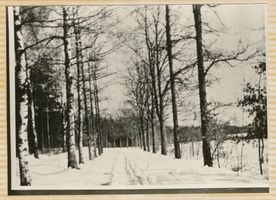Baubeln Kr. Tilsit-Ragnit, Kreis Tilsit-Ragnit Baubeln Kr. Tilsit-Ragnit, In der Umgebung des Gutes I 
