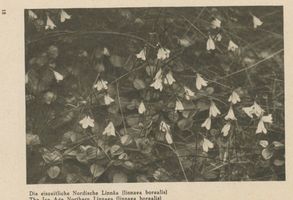 Kurische Nehrung, Die eiszeitliche Nordische Linnäa (linnaea borealis) 