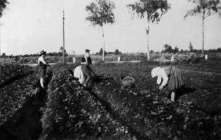  Großes Moosbruch, Kartoffellegen auf Dämmen Großes Moosbruch, nicht verortete Bildmotive