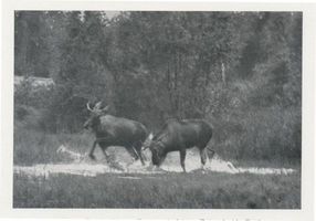  Kurische Nehrung, Zwei junge Elche, ein Sechsender und ein Gabler X Elche