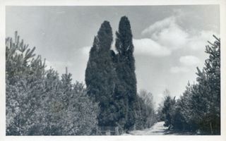 Lindenort, Kreis Ortelsburg Lindenort, Waldweg 