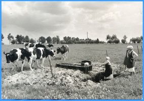 Großheidenstein, Kreis Elchniederung Großheidenstein, An der Viehtränke 