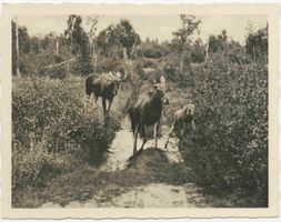  Kurische Nehrung, Elche 