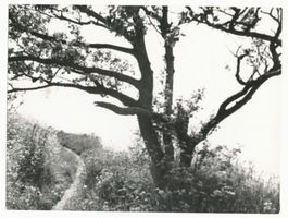 Samlandküste, Höhenweg bei Rauschen Samländische Steilküste