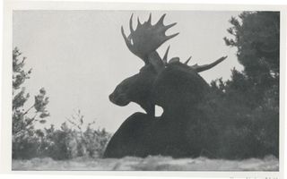 Kurische Nehrung, Elch   Elk  der Schaufler vom Meer, XV Куршская коса, лось-лопатник «Эльк» из моря, XV