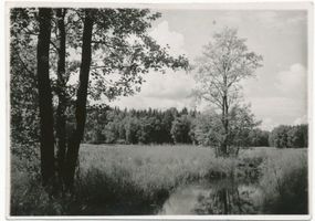 Stablack Kr. Preußisch Eylau, Gutsbezirk und Truppenübungsplatz, Kreis Preußisch Eylau Stablack Kr. Preußisch Eylau, Waldwiese 