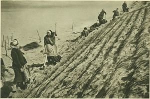  Kurische Nehrung, Festlegung der Düne Kurische Nehrung, Dünen