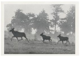  Kurische Nehrung, Elin mit Kälbern 