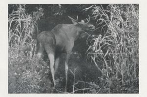  Kurische Nehrung, Flämender Elch im Rohrdschungel Elche