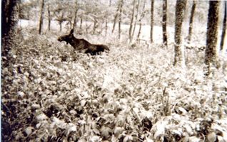 Waldau Kr. Samland, Ort, Kreis Samland 