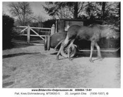 Pait, Kreis Elchniederung 