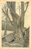 Briensdorf, Kreis Preußisch Holland Briensdorf, Baum mit Wurzeln bei Briensdorf 