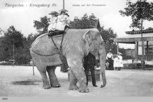 Königsberg (Pr.), Stadtkreis Königsberg Königsberg, Tiergarten mit Elefant Königsberg, Tiergarten