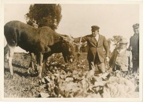 Gilge, Kreis Labiau Gilge, Zahmer Elch Гильге, ручной лось