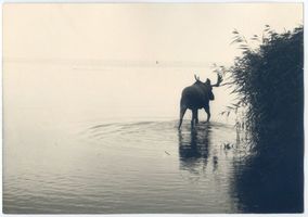  Kurische Nehrung, Elch im Haff bei Schwarzort Elche