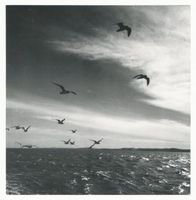 Kurisches Haff, Möwen auf dem Kurischen Haff IV 